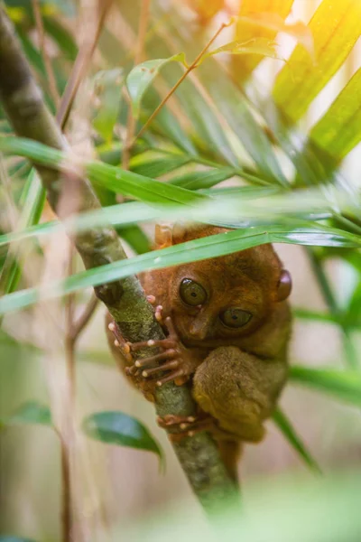 Tarsier Bohol, Filippijnen, close-up portret, zit op een boom in de jungle. — Stockfoto