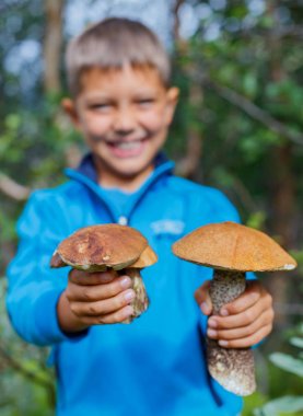 Çocuk yabani mantar ormanda buldum. Mantar üzerinde odaklanmak