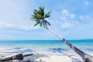 Güzel sahil ve tropikal deniz
