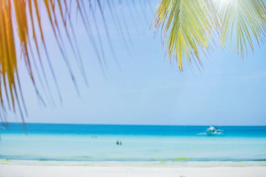 Lüks sahil boyunca palmiye ağacı yaprakları