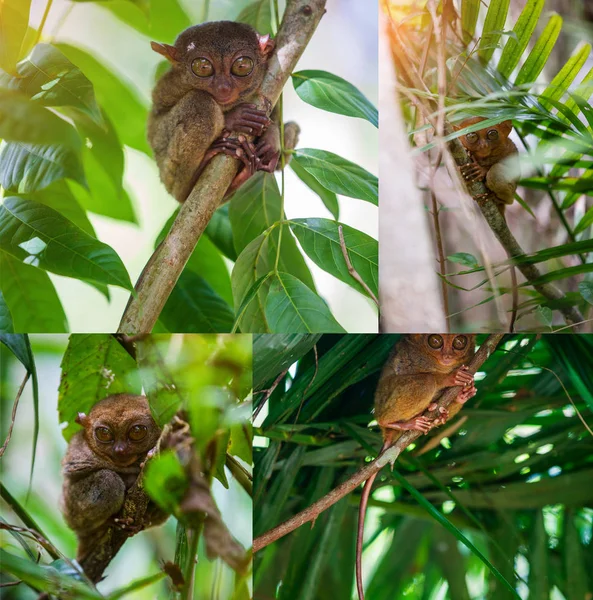 Collage de imágenes Tarsier Bohol, Filipinas, primer plano retrato, se sienta en un árbol en la selva . —  Fotos de Stock