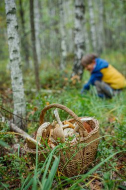 Mantar bir ormanda çeşitli dolu sepetler