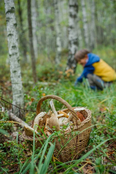 Mantar bir ormanda çeşitli dolu sepetler