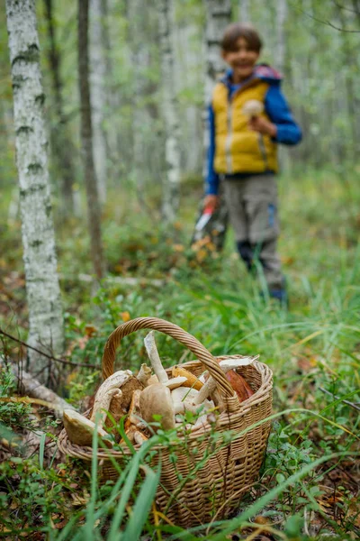 Mantar bir ormanda çeşitli dolu sepetler