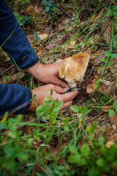 Női kezek feldarabolt friss ehető fiatal gomba, erdő, Bezárás. — Stock Fotó