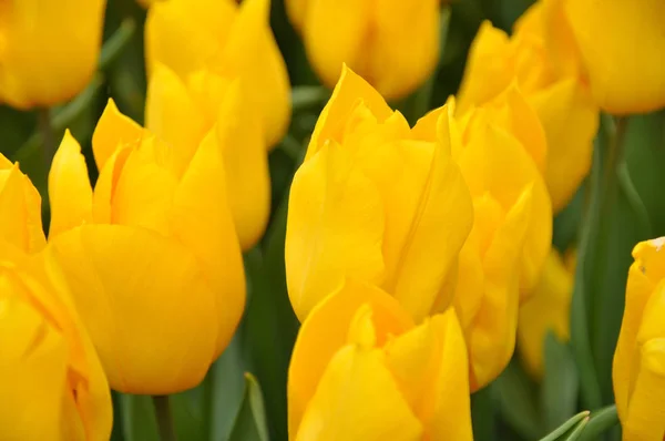 Los Tulipanes Comienzan Crecer Los Meses Marzo Abril —  Fotos de Stock