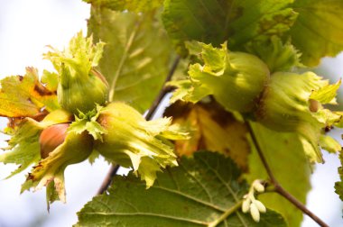 Yeşil taze fındık