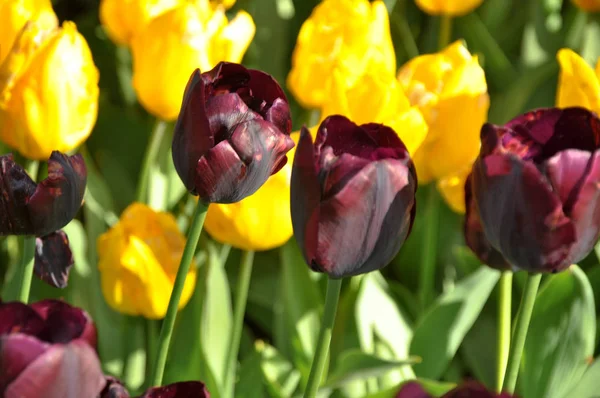 Los Tulipanes Comienzan Crecer Los Meses Marzo Abril —  Fotos de Stock