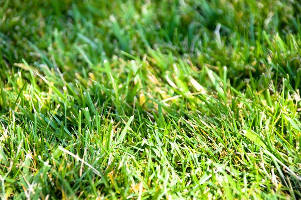 Green grass texture — Stock Photo, Image