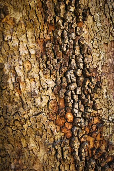 Casca de textura de madeira abstrata — Fotografia de Stock