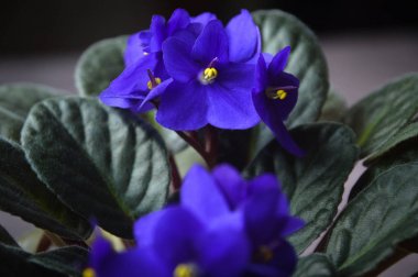 güzel viola çiçekler