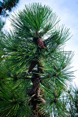 çam ağacı yaprakları