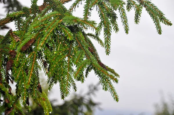 Needle Leaf Pine Tree Its Natural Environment — Stock Photo, Image