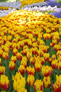 sarı kırmızı lale