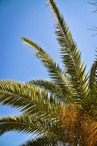Palmiye Ağaçları Yaprakları Temiz Mavi Gökyüzü — Stok fotoğraf