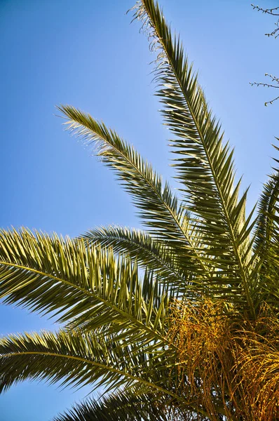 Palmeras Hojas Cielo Azul Limpio —  Fotos de Stock