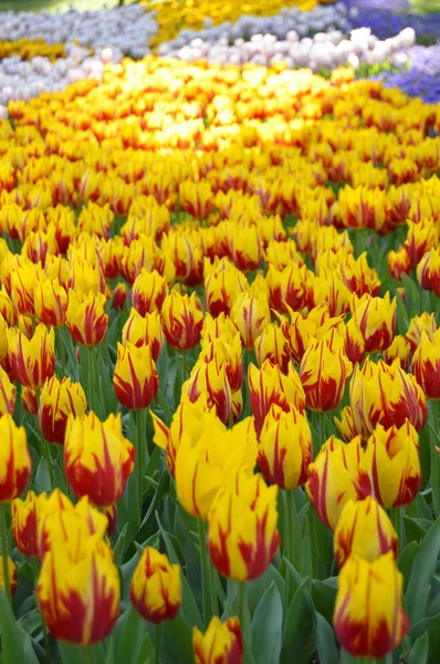 Tulipán amarillo rojo —  Fotos de Stock
