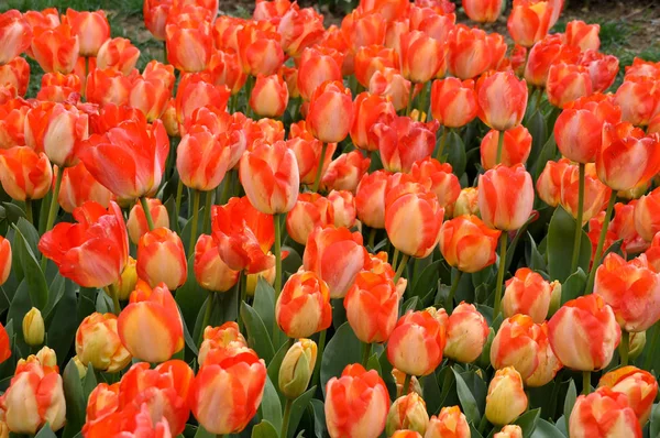 Los Tulipanes Comienzan Crecer Los Meses Marzo Abril —  Fotos de Stock