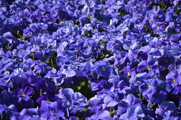 Schöne Viola-Blüten — Stockfoto