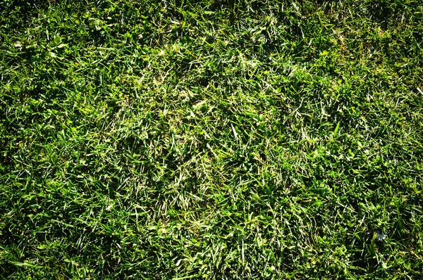 Green Grass Nature Background Natural Texture Plant Close — Stock Photo, Image