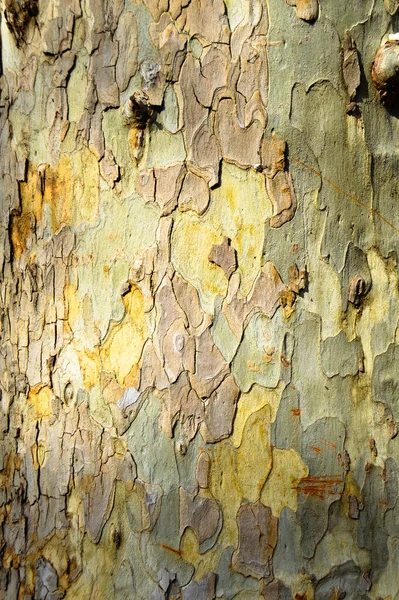 茶色の古いオークの樹皮のテクスチャの詳細 背景オークの樹皮のテクスチャを閉じる — ストック写真