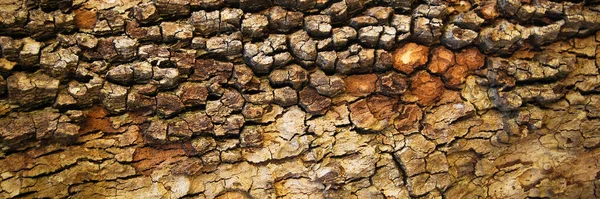 茶色の古いオークの樹皮のテクスチャの詳細 背景オークの樹皮のテクスチャを閉じる — ストック写真