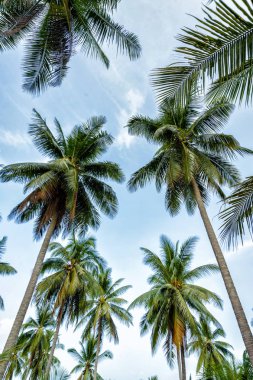Mavi gökyüzünde palmiye ağaçları