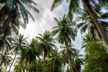 Mavi gökyüzünde palmiye ağaçları