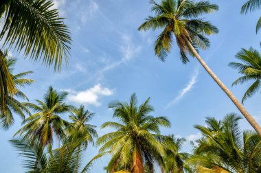 Mavi gökyüzünde palmiye ağaçları
