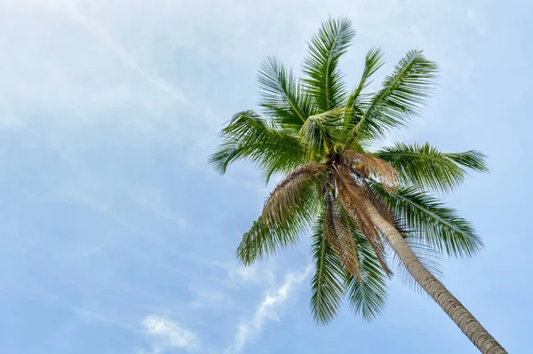 Palm trees on blue sky — Stock Photo, Image