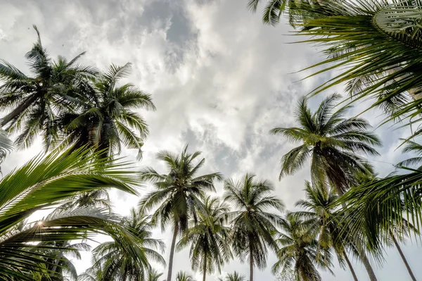 Palmy na błękitnym niebie — Zdjęcie stockowe