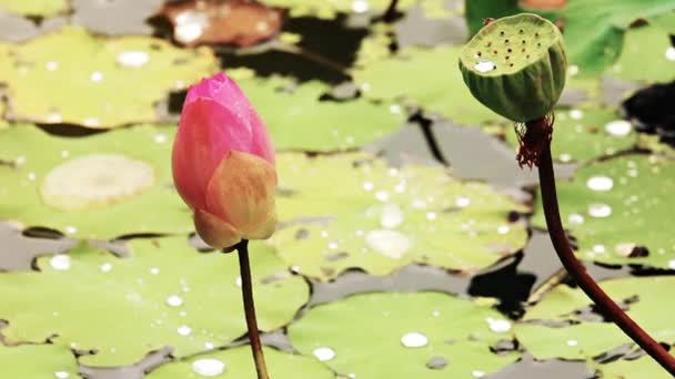 Lotus μετά από βροχή — Αρχείο Βίντεο