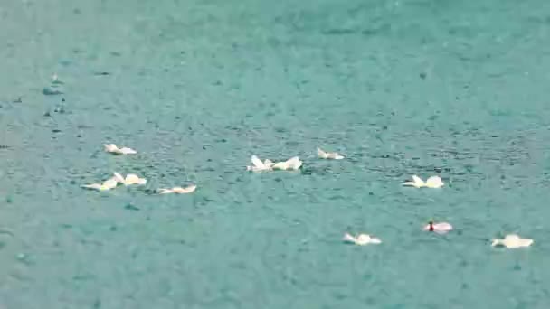 Regen auf der Wasseroberfläche — Stockvideo