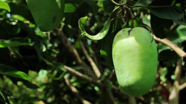 mango meyve mango Ağaçta asılı