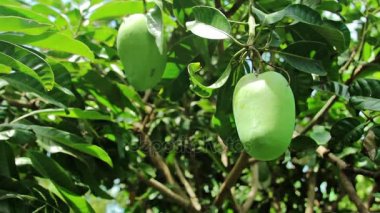 mango meyve mango Ağaçta asılı