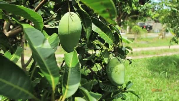 Mangofrüchte hängen an einem Mangobaum — Stockvideo