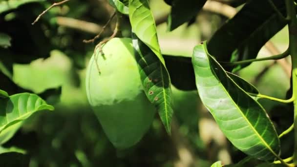 Плоды манго висит на дереве манго — стоковое видео