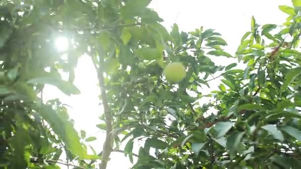 Mangofrüchte hängen an einem Mangobaum — Stockvideo