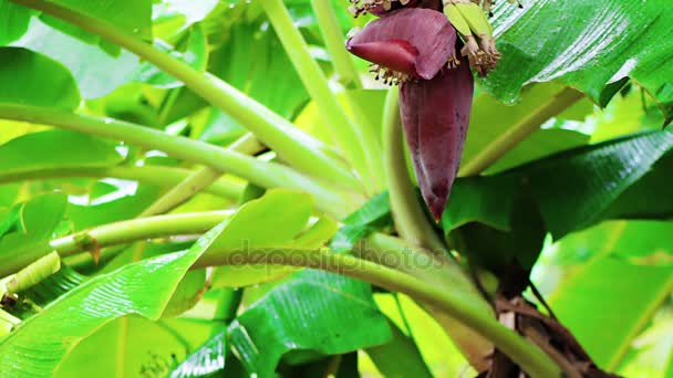 Banaan bloem in de regen — Stockvideo