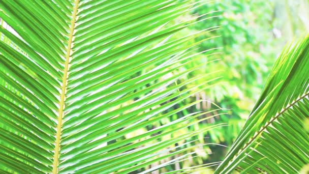 Palm tree leaf in sunlight — Stock Video