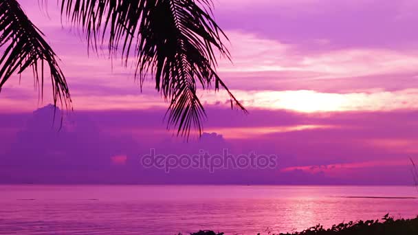 Silhuetten av palmer i lila solnedgången — Stockvideo