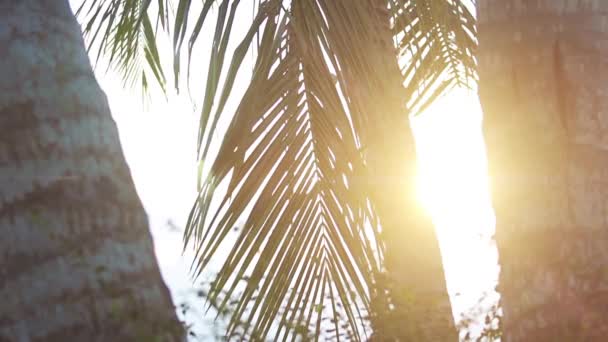 Folhas de palma luz solar — Vídeo de Stock