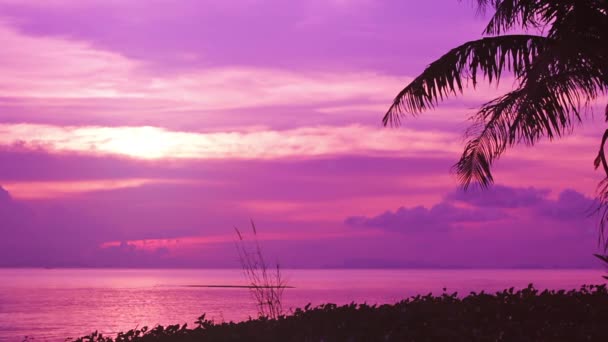 Silhuetten av palmer i lila solnedgången — Stockvideo