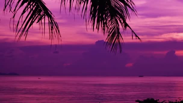 Silhouet van palmbomen bij paars zonsondergang — Stockvideo
