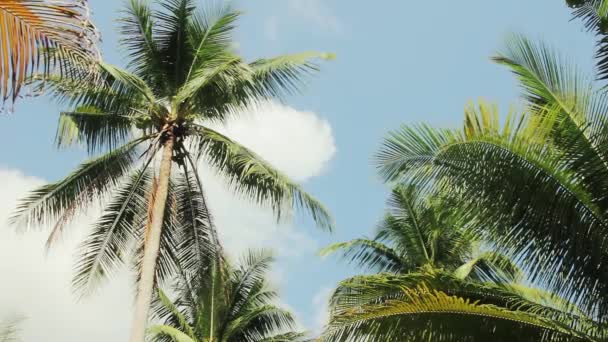 Palmen am blauen Himmel mit tropischen Klängen in Thailand — Stockvideo