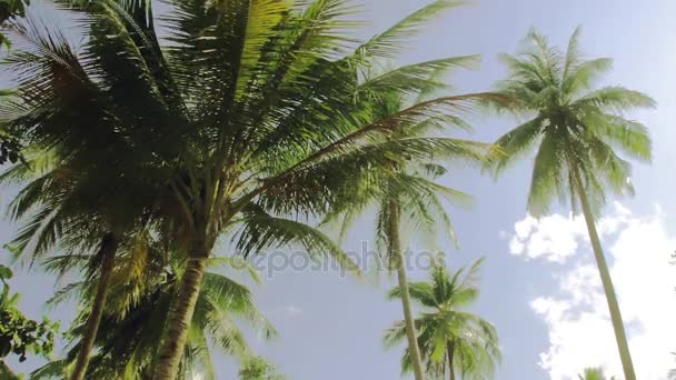 Palmbomen op blauwe hemel met tropische klanken in Thailand — Stockvideo
