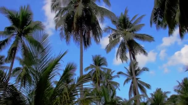 Palmer på blå himmel med tropiska ljud i Thailand — Stockvideo