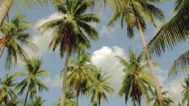 Palmeras en el cielo azul con sonidos tropicales en Tailandia — Vídeos de Stock