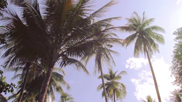 Palmeras en el cielo azul con sonidos tropicales en Tailandia — Vídeo de stock