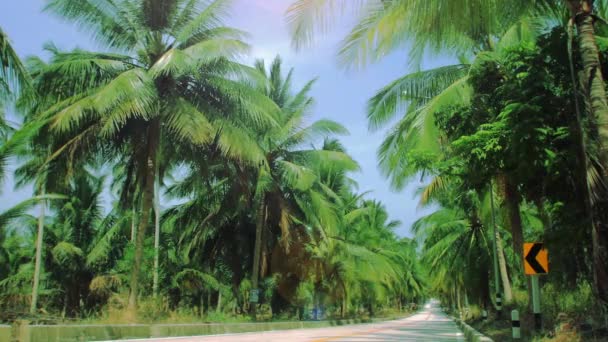 Highway with palm trees in tropics — Stock Video